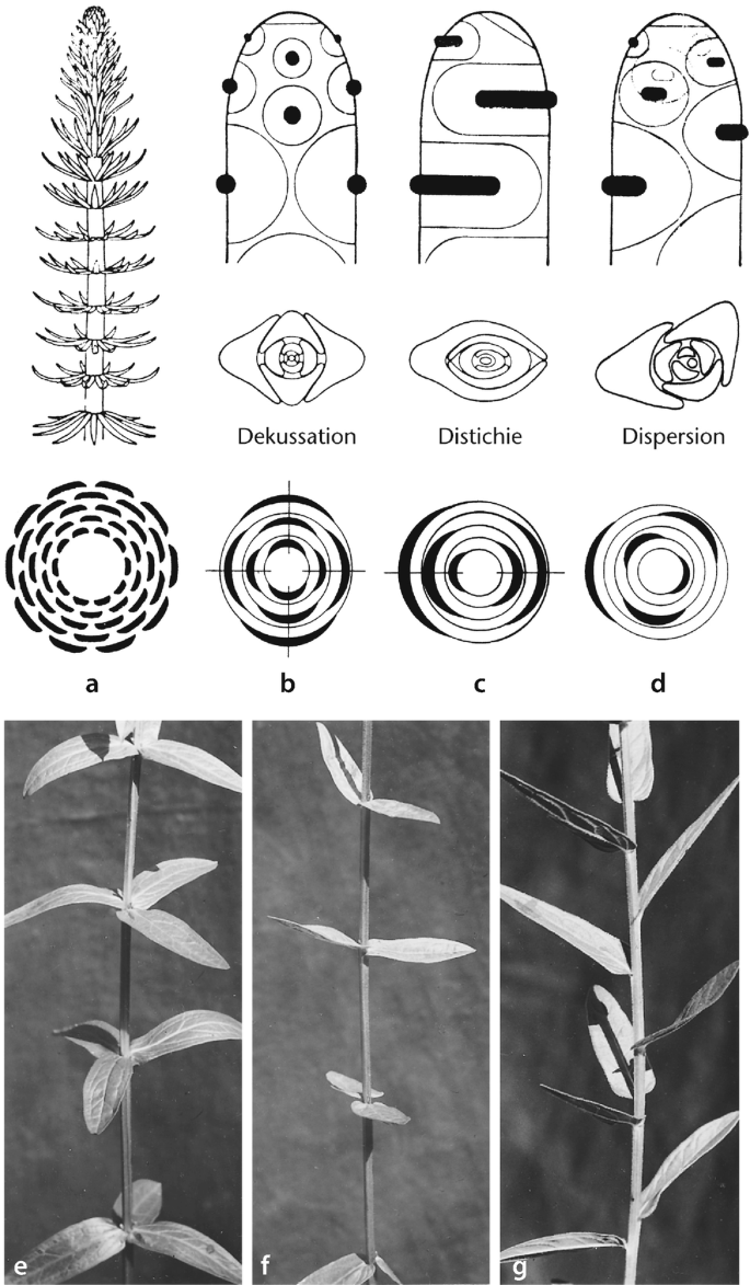 Funktionelle Morphologie und Anatomie der Gefäßpflanzen | Springer Nature  Link (formerly SpringerLink), image size:685x1173