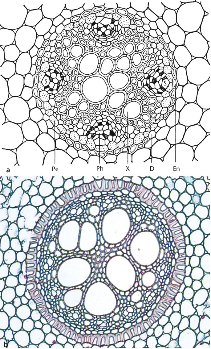 Funktionelle Morphologie und Anatomie der Gefpflanzen | Springer Nature  Link