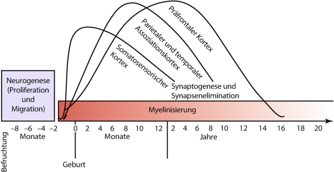 Diagramm der externen Befruchtung