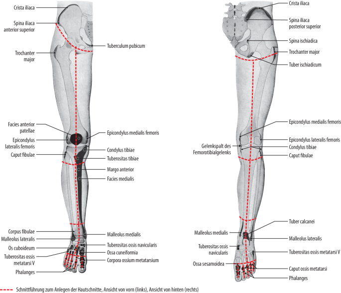 Anatomie: Untere Extremitäten: Oberschenkel: Knochen - AnkiWeb