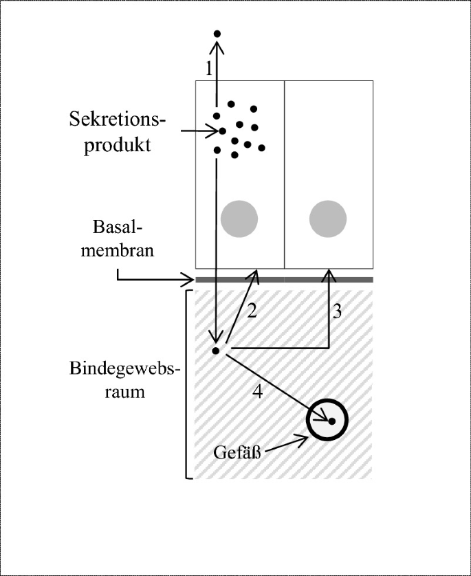 Epithelgewebediagramm beschriftet