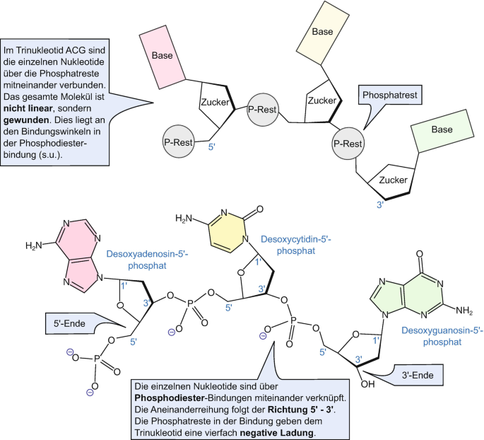Phosphodiesterbindung 5 3