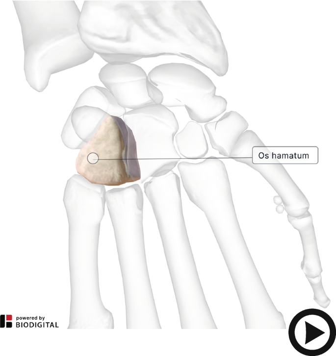 Palpation des kleinen Trochanters