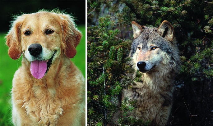 Wie aus dem Wolf der Hund wurde | SpringerLink