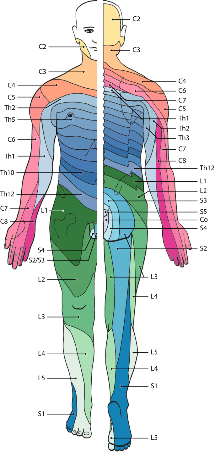 Anatomie und Physiologie von Körper und Bewegung | Springer Nature Link  (formerly SpringerLink), image size:685x1438