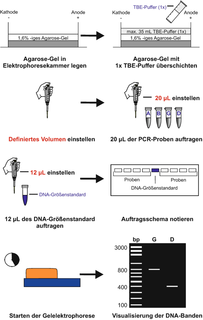 Tatort DNA | SpringerLink