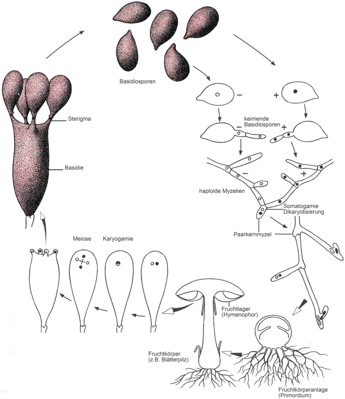 fargesia rufa rhizome Fargesia 'Rufa'