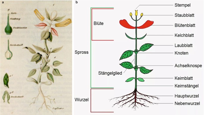 Entwicklung und Diversitt der Blte | Springer Nature Link
