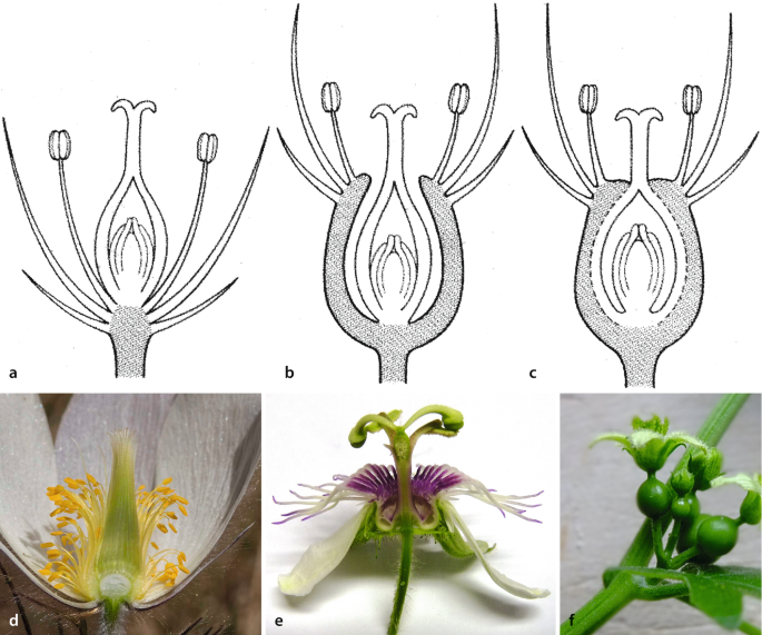 Entwicklung und Diversität der Blüte