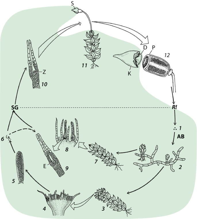 Sexualitt und Evolution des Gametophyten | Springer Nature Link