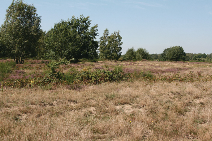 Coastal and Inland Sandy Dry Grassland