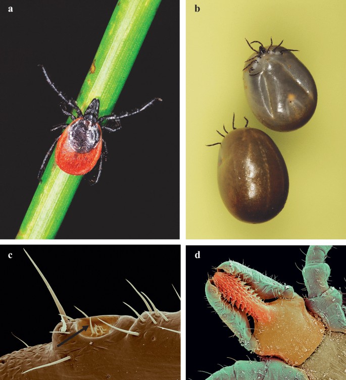 Parasiten der Mitteleuropäer – Zecken und Madenwürmer | SpringerLink