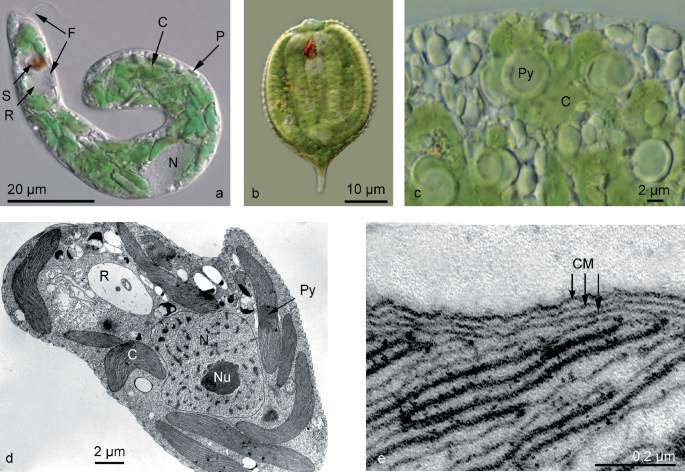 Algae from Secondary Endosymbiosis