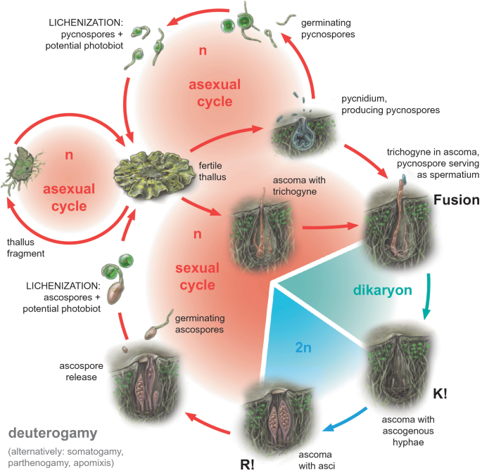 THOR 18S FUSE HIGH TIDE BK/コーラル 30/M モトクロス 正規輸入品 PDF) Handbook on Hard Corals of India