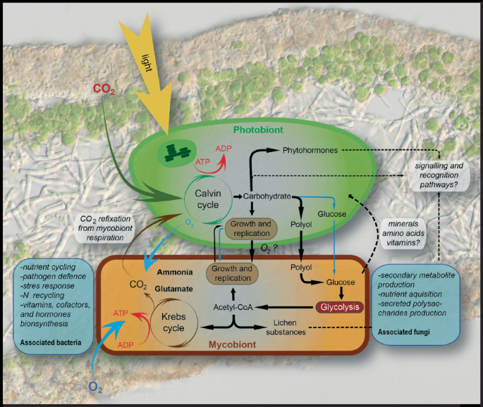 THOR 18S FUSE HIGH TIDE BK/コーラル 30/M モトクロス 正規輸入品 PDF) Handbook on Hard Corals of India