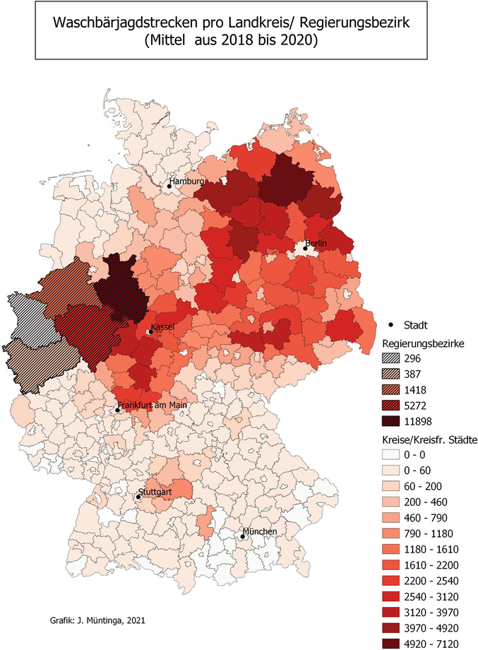 Der Nordamerikanische Waschbär in Deutschland – Hintergrund, Konfliktfelder  & Managementmaßnahmen