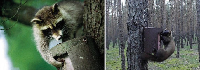 Immer mehr Waschbären im Kreis Gießen