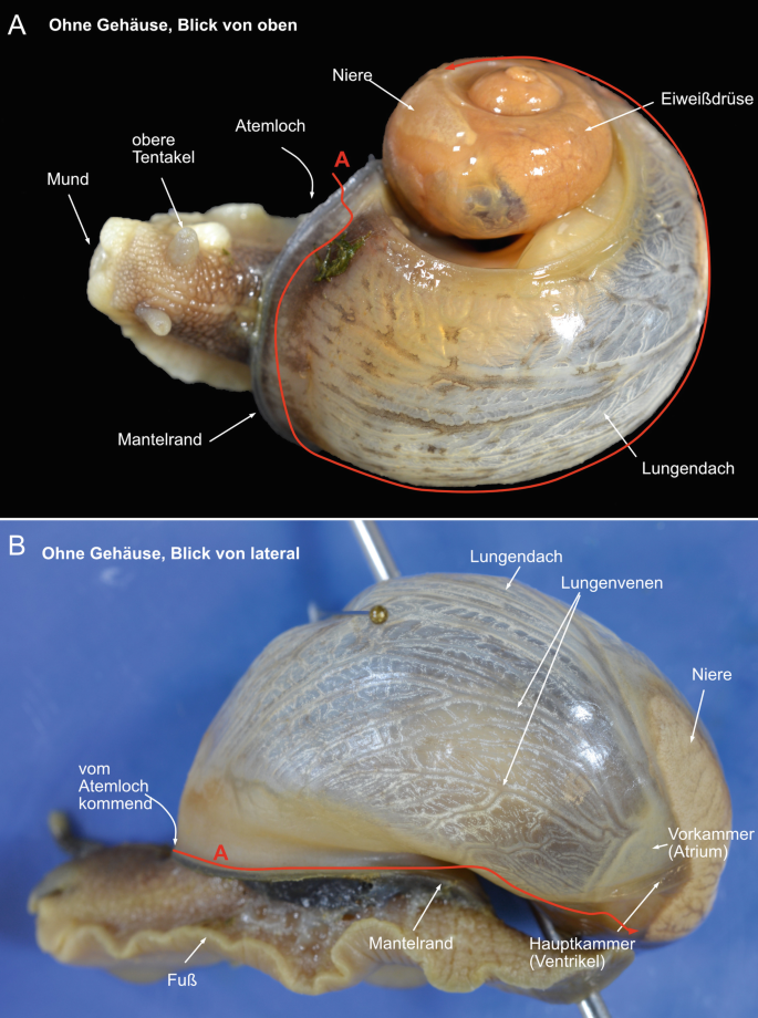 Mollusca (Weichtiere) | SpringerLink