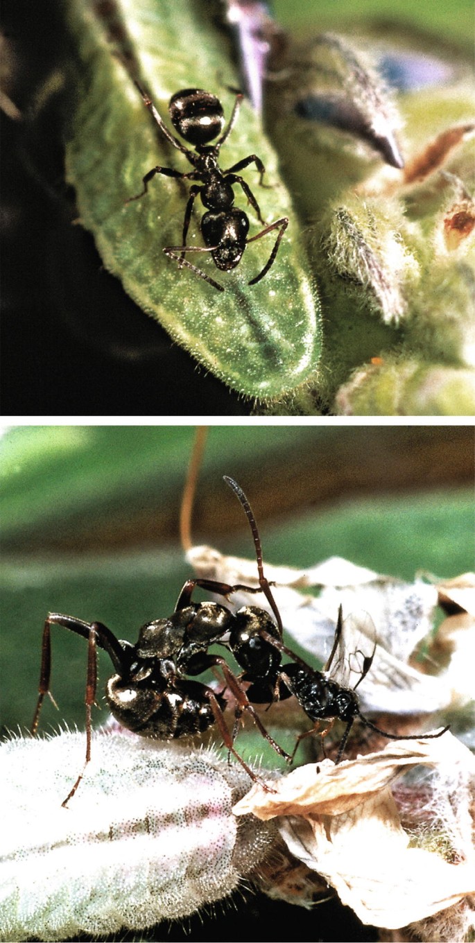 Wie helfe ich den Schmetterlingen?, image size:685x1360