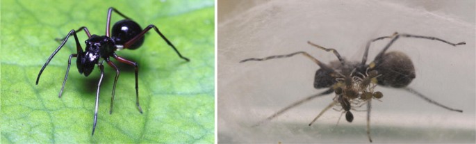Spinnen und andere Nachahmer, Vortäuscher und Räuber | SpringerLink