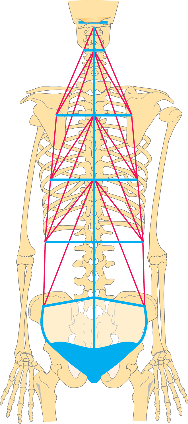 Erklärung von Folgeketten bei Blockaden mit Bandscheiben Schädigung, image size:661x1487