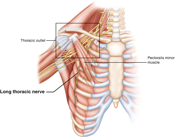 File:1118 Muscles that Position the Pectoral Girdle posterior.png