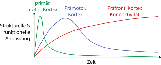 Neuronale Grundlagen der Plastizität des Gehirns | SpringerLink