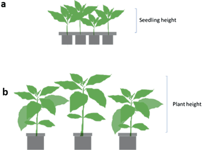 2 diagrams of the developmental stages of coffee mutants. A. Four pots with the development of a young plant before transplantation in A and 3 pots with plant growth after transplantation in B are recorded with seedling and plant heights, respectively.