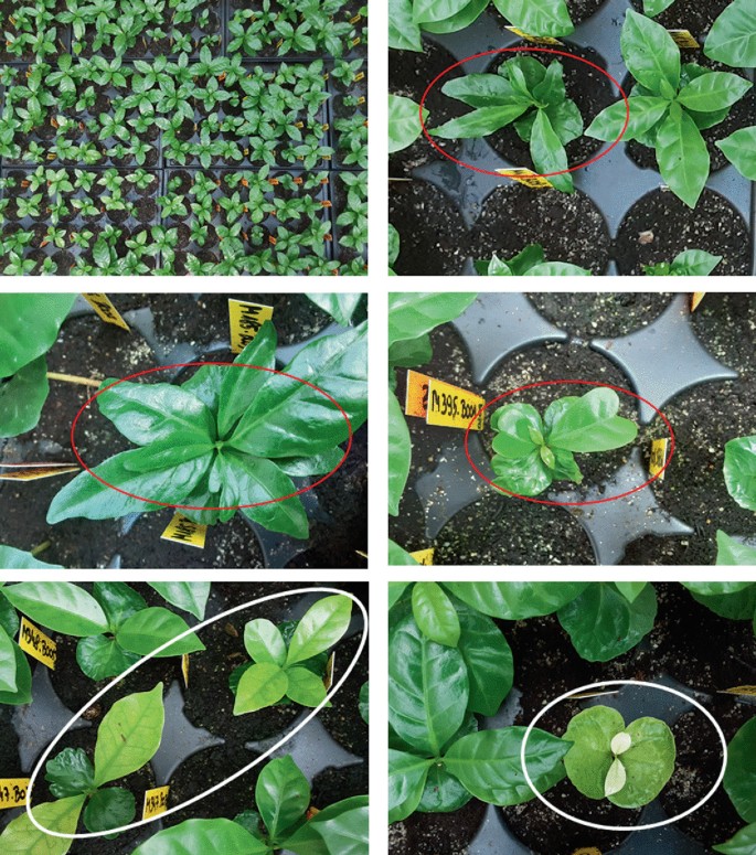 6 photos of the M 2 seedlings after sowing. A. The multi-well tray with the growth of young plants. B to D. A close-up of a young plant grown in a well is circled. E and F. The discoloration of the aberrant-shaped leaves is circled.