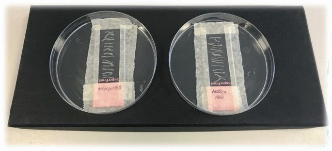 2 photos of the petri dish with the sample of root tips on a clean slide are arranged in the series.