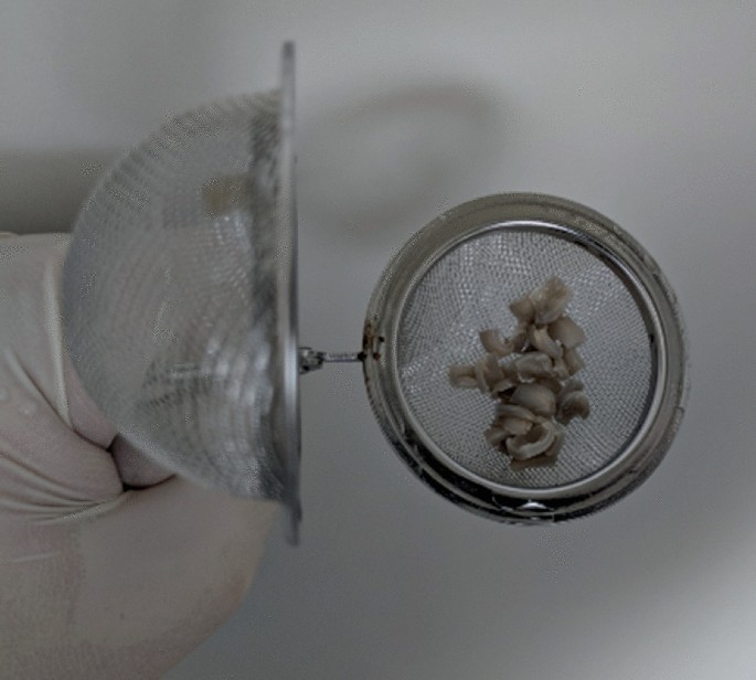 A photo of a sieve containing cut-seed explants.