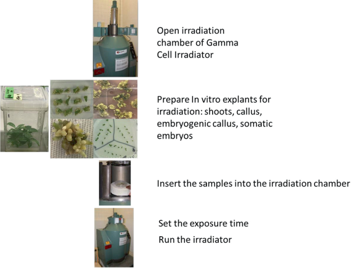 A pictorial flowchart has the following steps. 1. Open irradiation chamber of gamma cell irradiator. 2. Prepare in vitro explants for irradiation. 3. Insert the samples into the irradiation chamber. 4. Set the exposure time and run the irradiator.