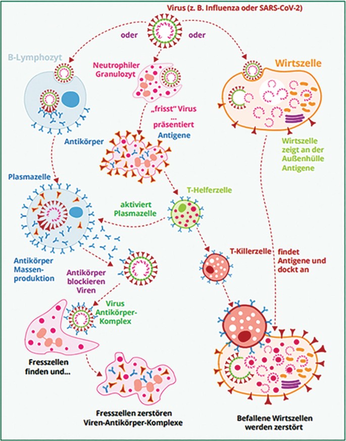 Labordiagnostik viraler Atemwegserkrankungen | SpringerLink