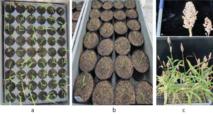 3 photographs. A, cultivation of sorghum in a tray. B, cultivation of sorghum seedlings in small pots. C, fully grown sorghum plants. An enlarged photo of bigger and smaller heads of the plant.