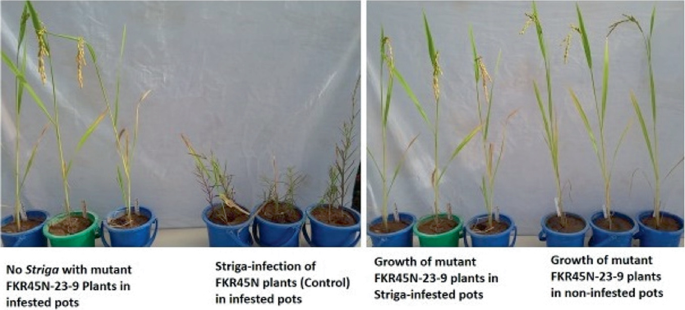 2 photographs of potted plants. 1, no striga with mutant F K R 45 N 23 9 plants in infested pots and striga infection of F K R 45 N plants in infested pots. 2, growth of mutant F K R 45 N 23 9 plants in striga infested pots, and growth of mutant F K R 45 N 23 9 plants in non infested pots.