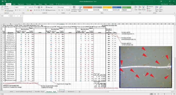 A screenshot of an Excel sheet along with a photo. The photo features the germinated Striga forming haustoria. The data in the sheet observes germination counts in the area.