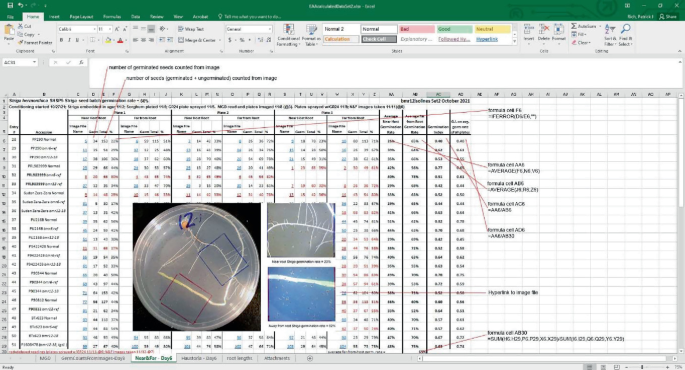 A screenshot of an Excel sheet along with three photos. The photos feature measured root structures in the germinated inhibition process. The data in the sheet contains the number of germinated seeds counted from the photos as well as the number of germinated and ungerminated seeds.