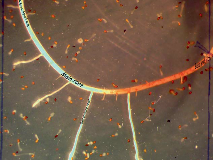 A photo. It features a main root with a secondary root that includes germinated Striga with haustoria.