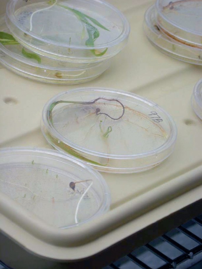 A photo of the container plates. It features sorghum germination kept in an agar liquid. Along with the sorghum, young Striga are also grown and become stunted with growth.