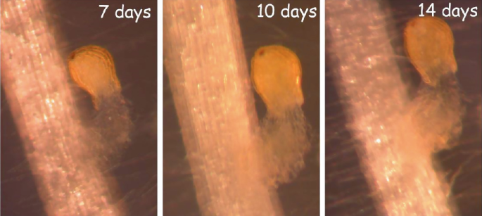 3 photos. They feature 7, 10, and 14 days, respectively, with resistant sorghum seedlings, embedded in agar with Striga attached.