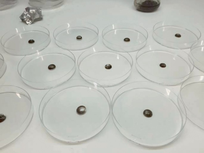A photo. 3 rows of culture-type plates are arranged. Each plate has a droplet of liquid containing Striga seeds.