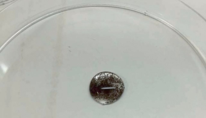 A photo. A culture-type plate has a drop of solution with seeds placed in it.