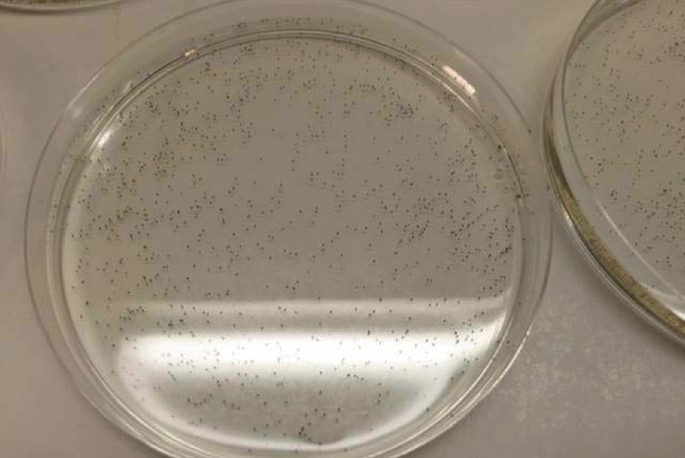 A photo. It features a petri dish with liquid agar and evenly distributed dotted seeds.