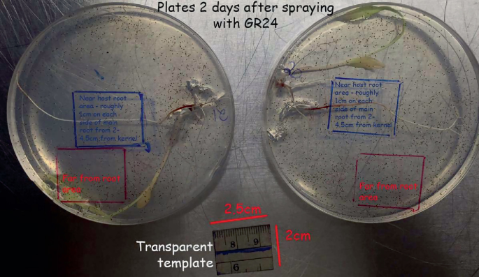 A photo features 2 petri plates with details of observations and germination counts. The plates are featured after spraying with G R 24. The information reads, near the host root area, roughly 1 centimeter on each side of the main root, from 2 to 4.5 centimeters from the kernel.