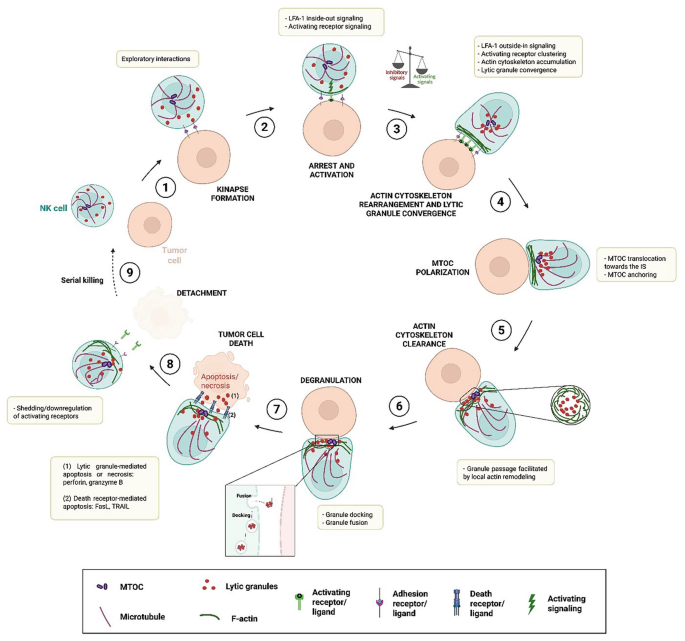 The Lytic Natural Killer Cell Immunological Synapse in Cancer ...