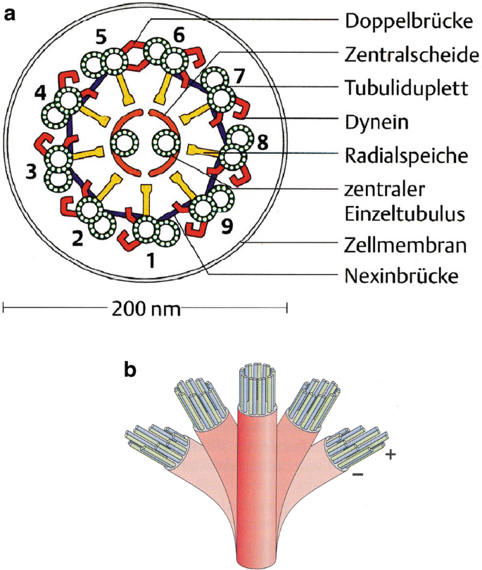 Biologie  Das Gleichgewicht zwischen Altruismus und Egoismus | Springer  Nature Link