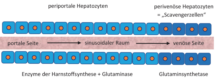 Aktive Regulation des Säuren-Basen-Haushaltes durch den Stoffwechsel in ...