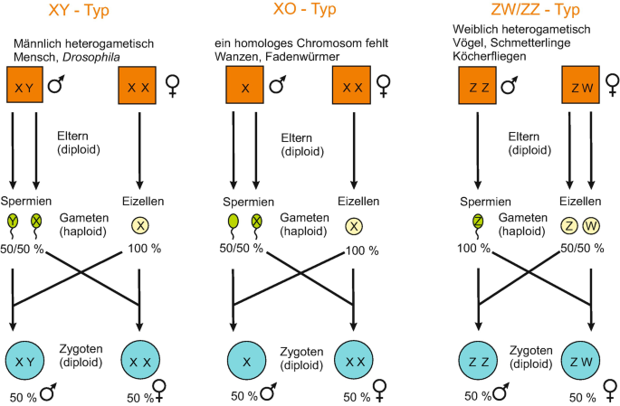 Fortpflanzung und Genetik | Springer Nature Link