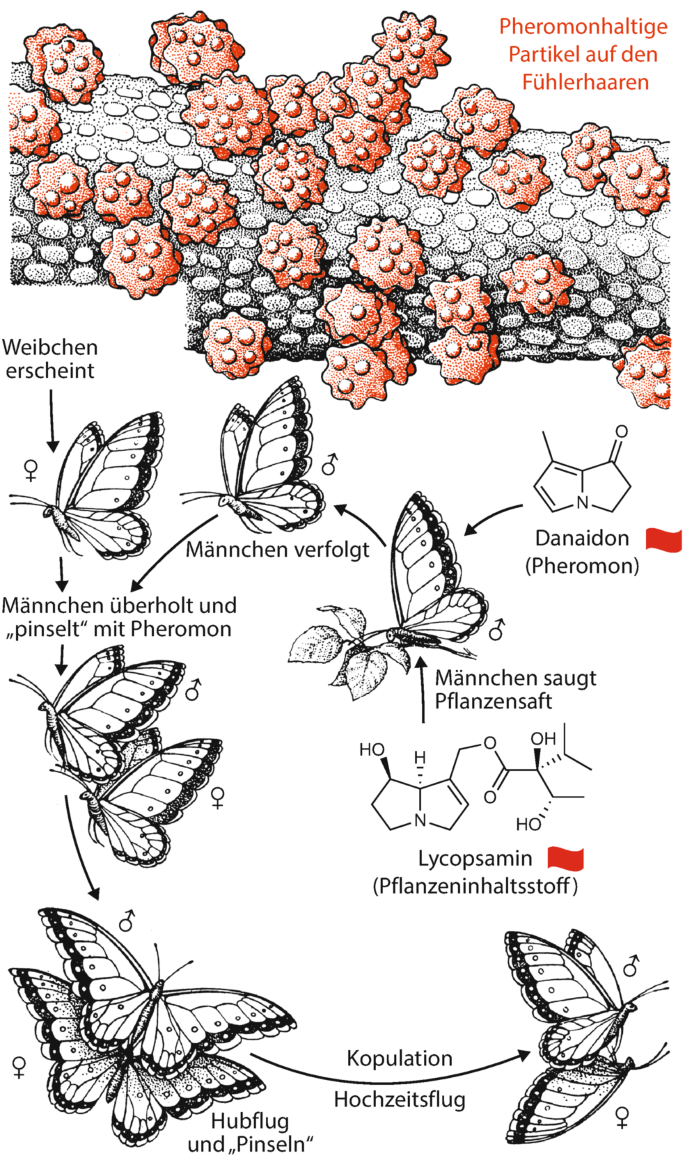 Butterfly life cycle diagram hi-res stock photography and images - Alamy, image size:685x1160