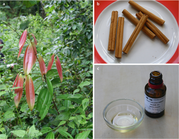 aloe vera seife gesicht Aloe Vera Seife